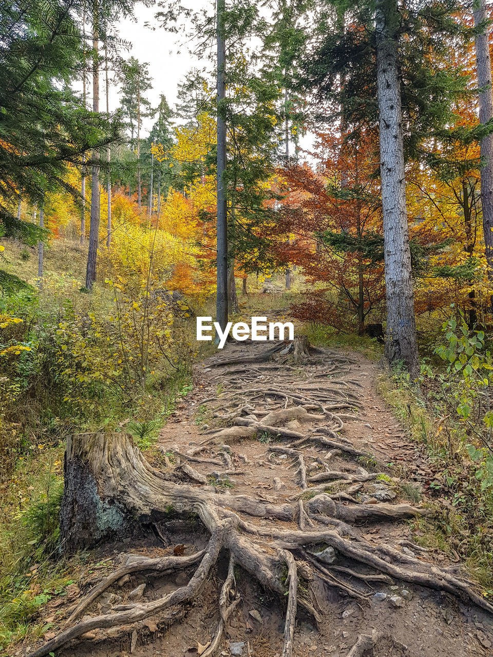 Trees in forest during autumn