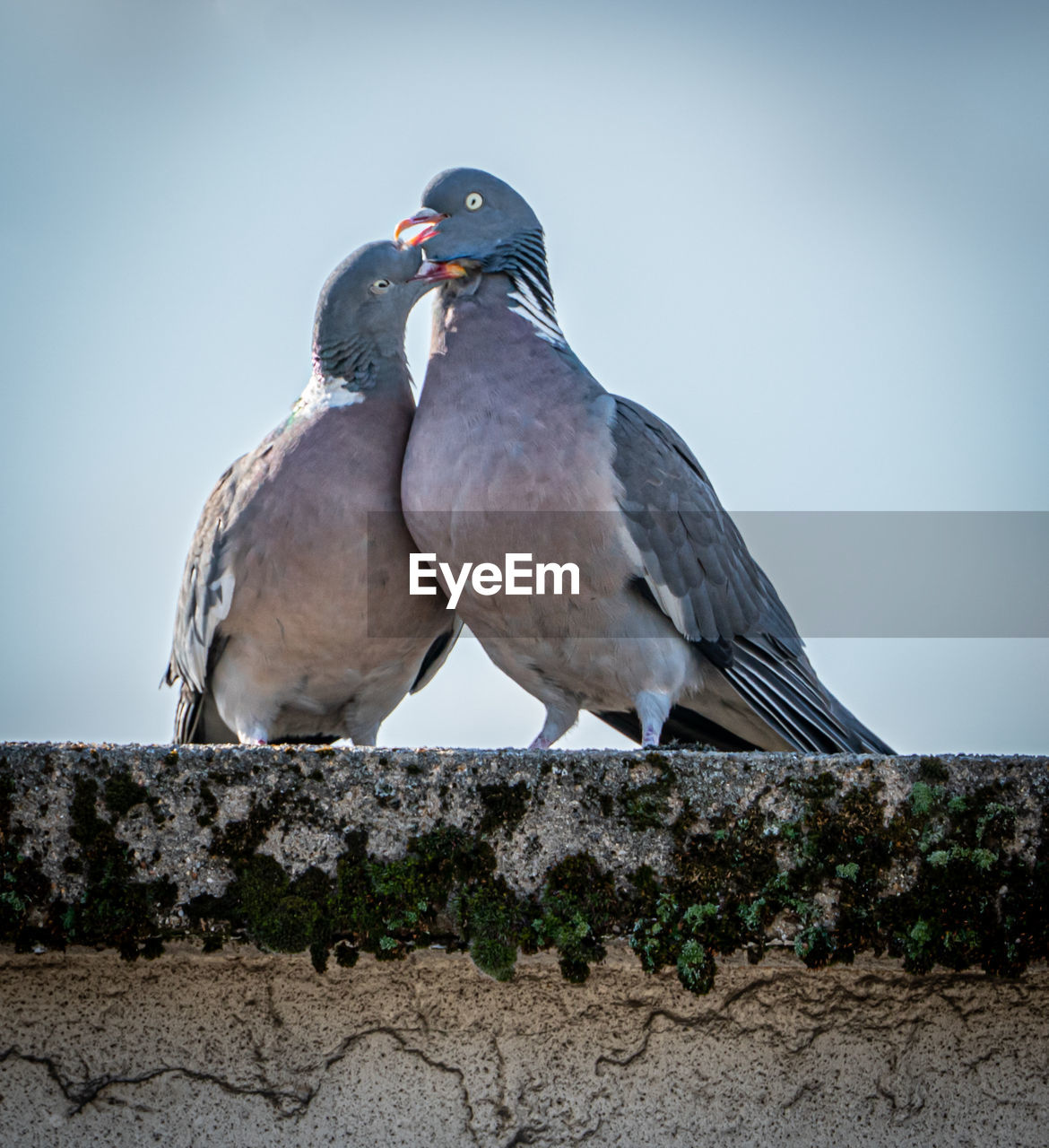 BIRDS PERCHING ON WALL