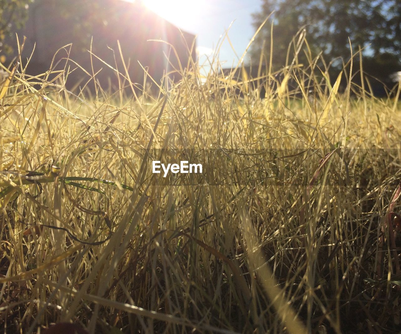 CLOSE-UP OF GRASS GROWING IN FIELD