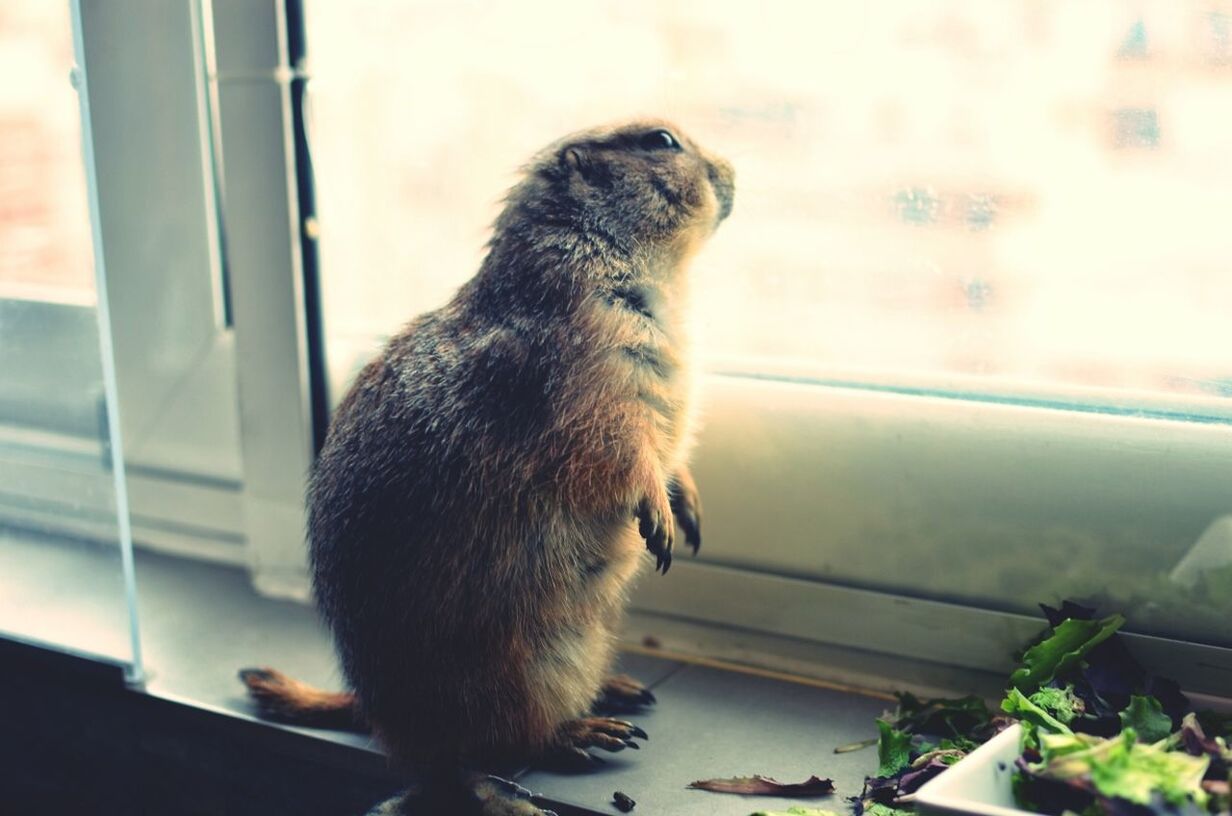 Side view of a squirrel sitting on window sill