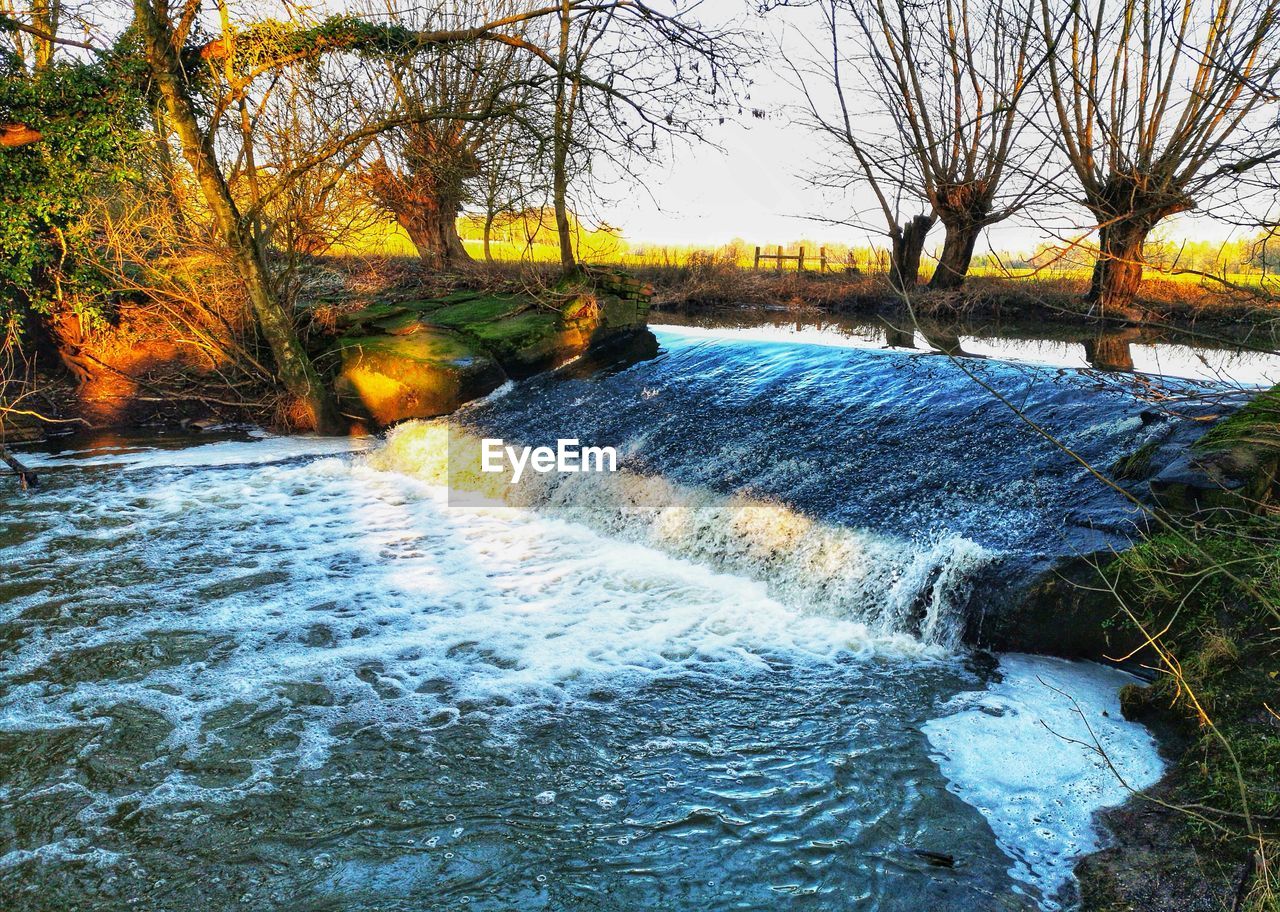 RIVER FLOWING AMIDST TREES IN FOREST