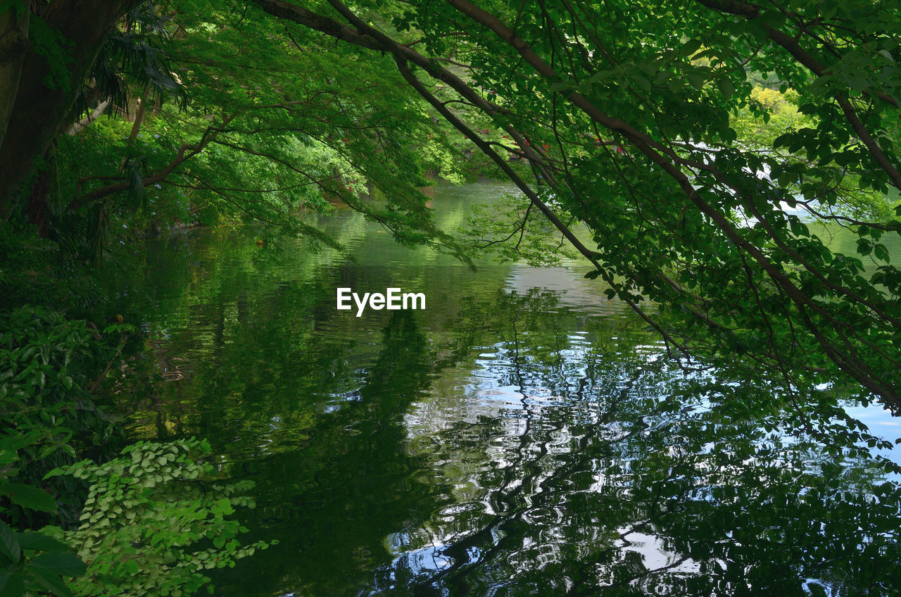 Trees in forest