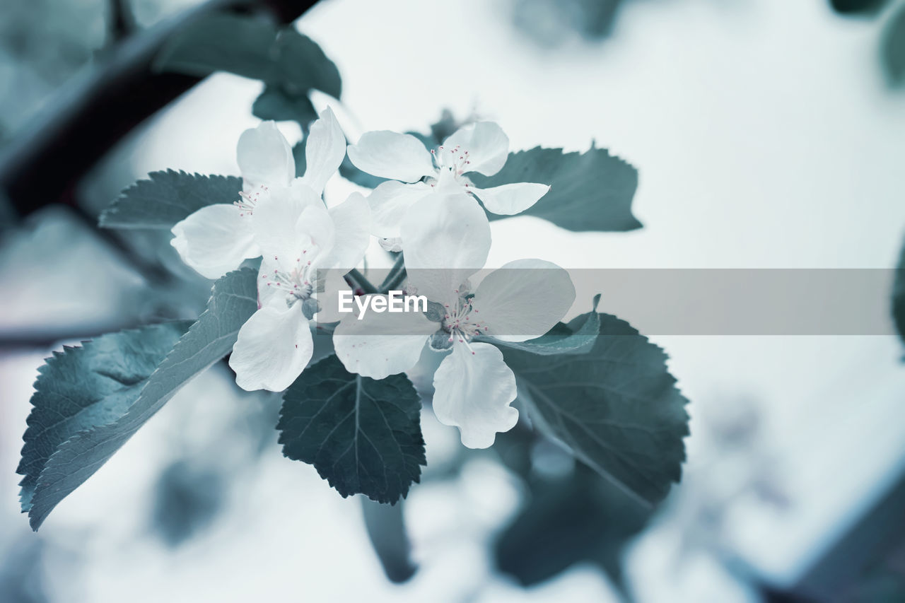 Close-up of white flowering plant