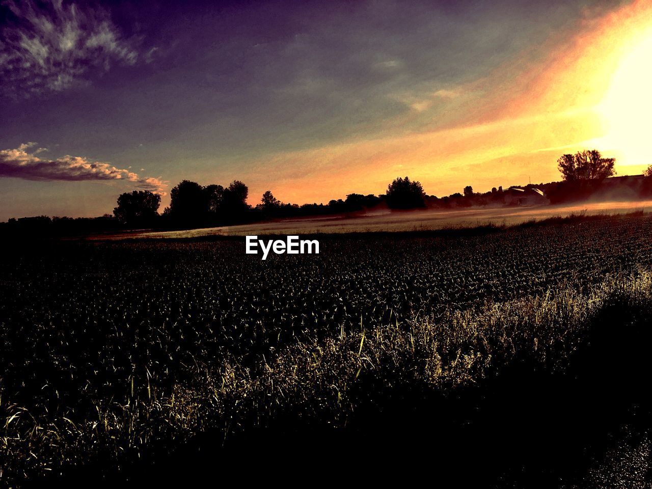 SCENIC VIEW OF AGRICULTURAL FIELD AGAINST SKY AT SUNSET