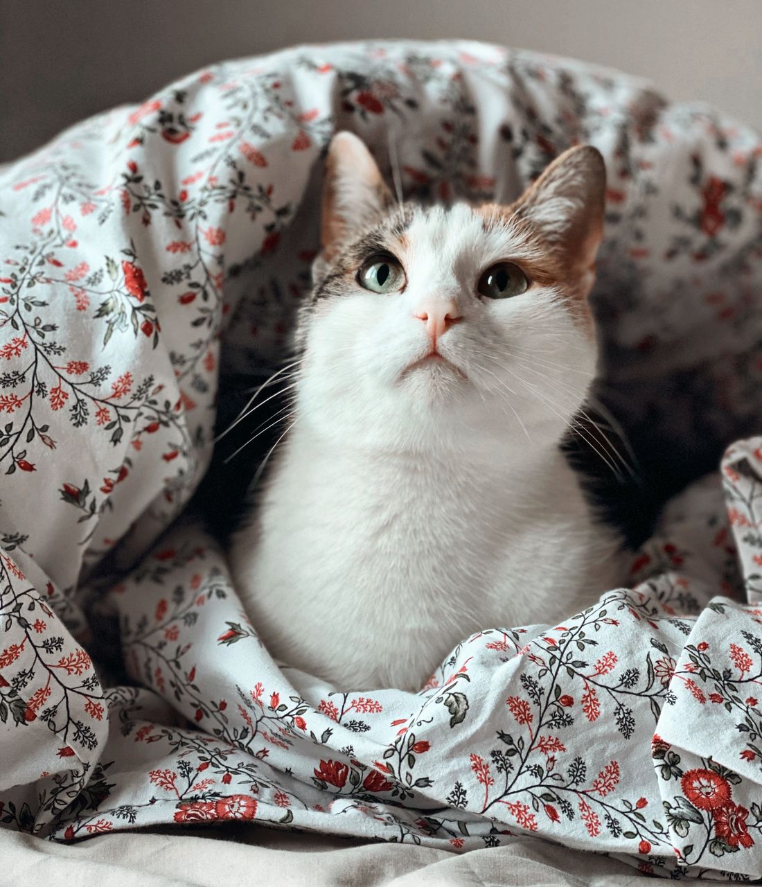 PORTRAIT OF CAT RELAXING ON BED