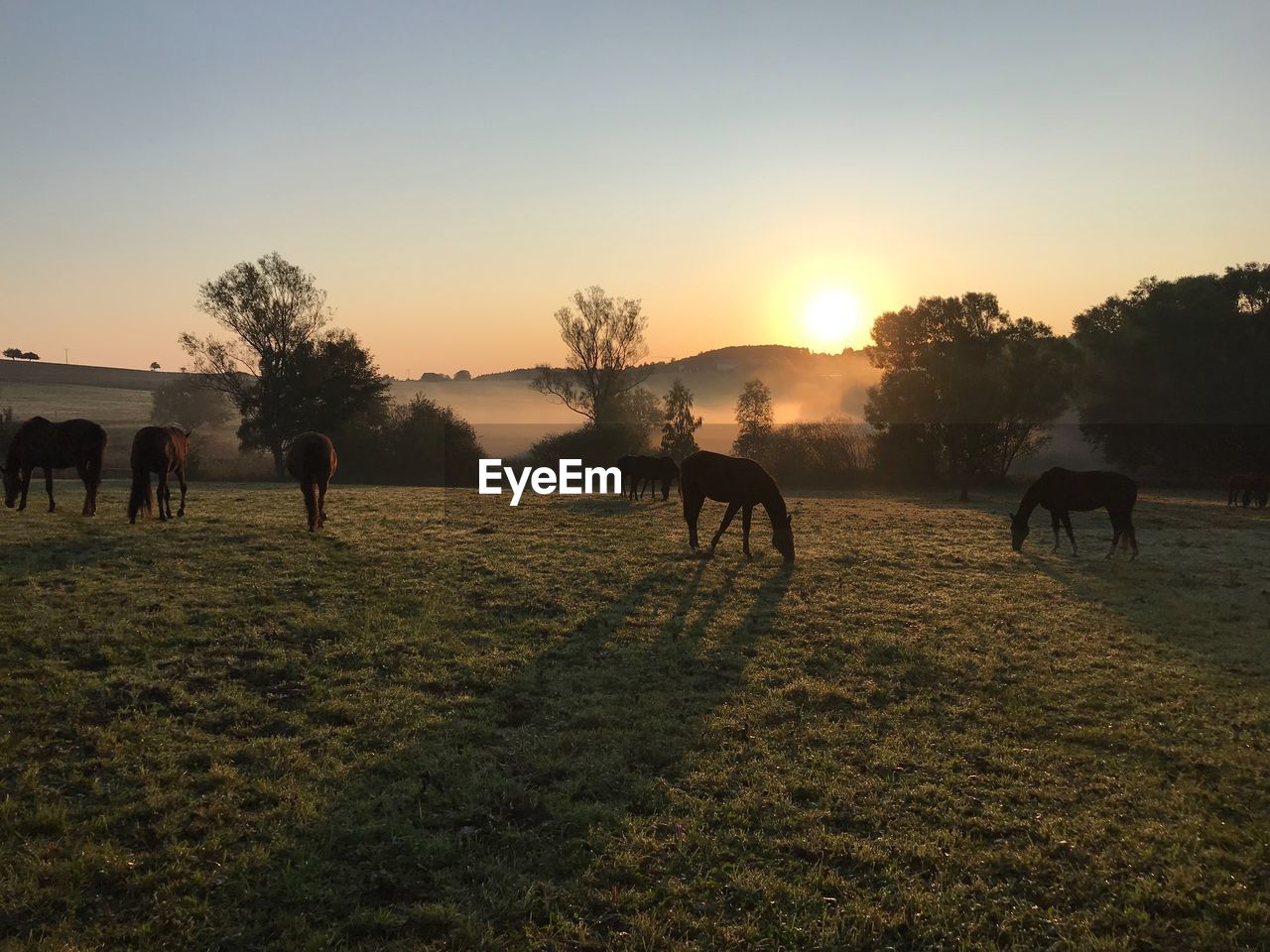 View of horses on field against sky during sunset