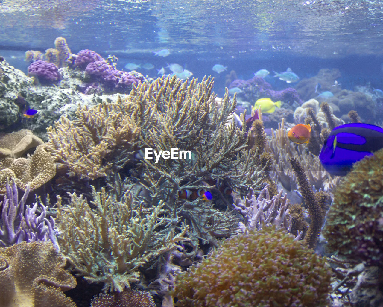 VIEW OF CORAL UNDERWATER