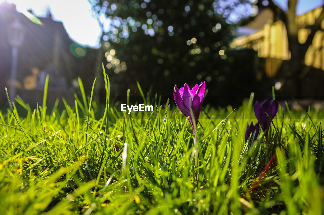 CLOSE-UP OF PURPLE CROCUS FLOWER ON FIELD