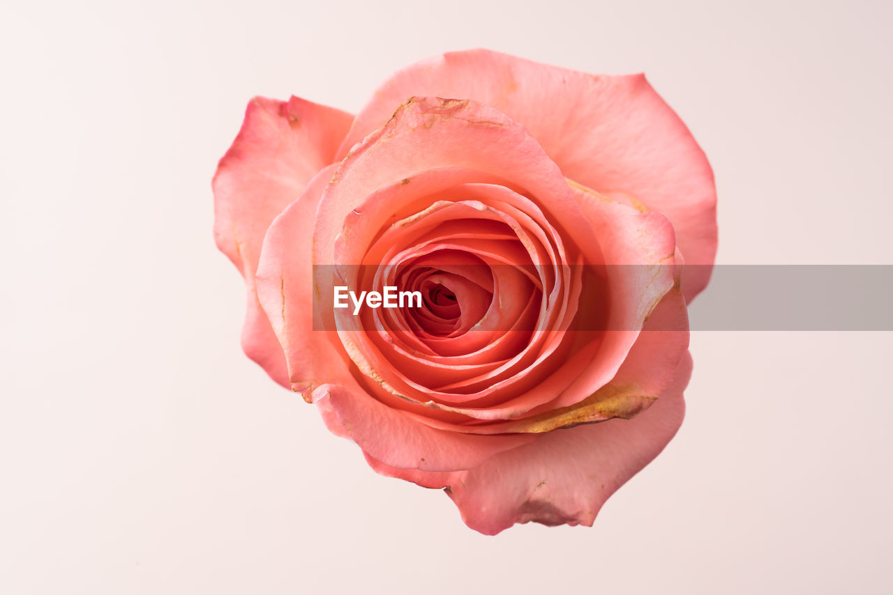 CLOSE-UP OF RED ROSE OVER WHITE BACKGROUND