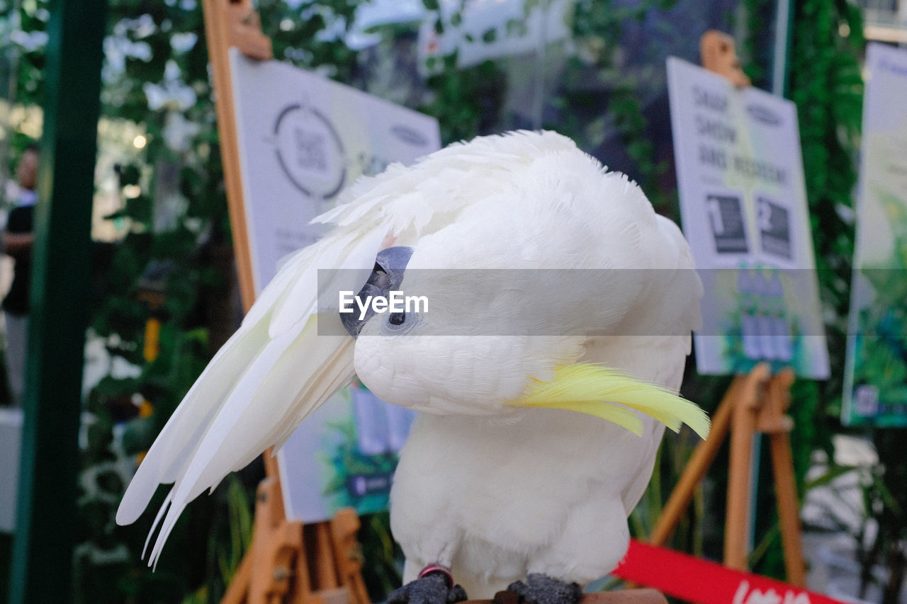 CLOSE-UP OF BIRD PERCHING ON A WOODEN POST