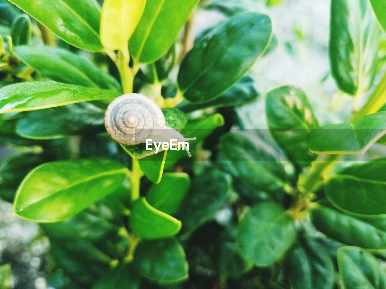 CLOSE-UP OF SNAILS ON PLANT