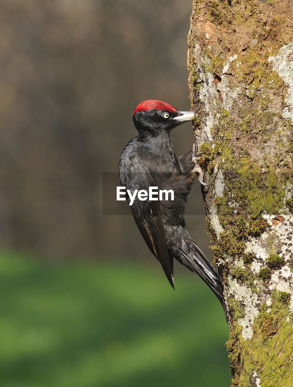 CLOSE-UP OF BIRD PERCHING ON ROCK AGAINST BLURRED BACKGROUND