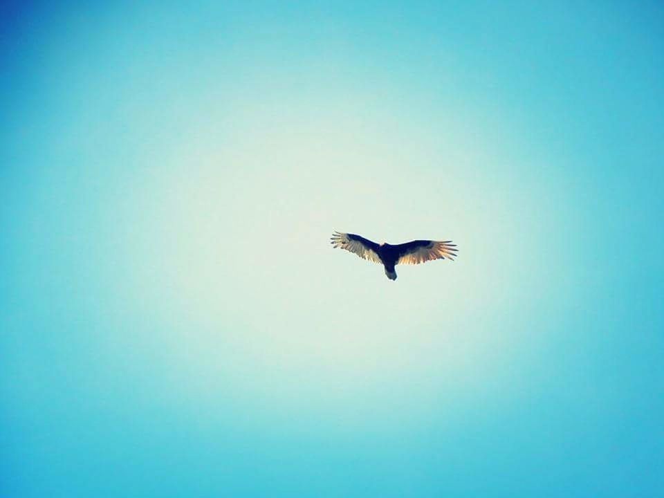 BIRDS FLYING OVER WHITE BACKGROUND