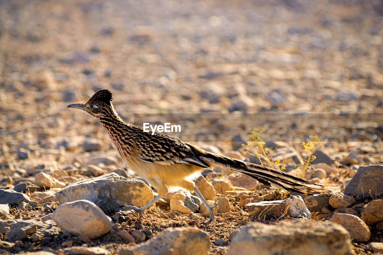 SIDE VIEW OF BIRD ON DESERT