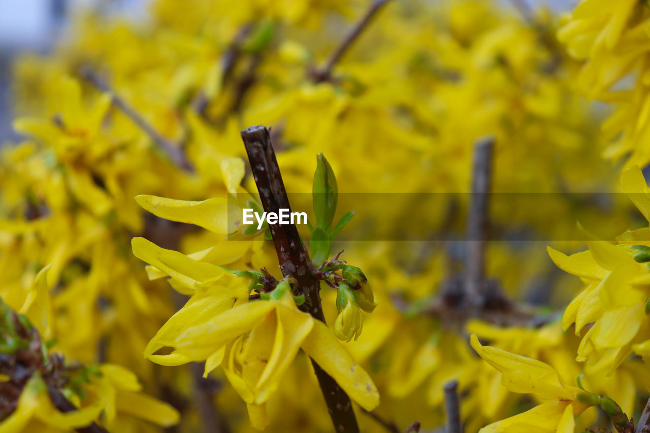 CLOSE-UP OF YELLOW INSECT ON PLANT