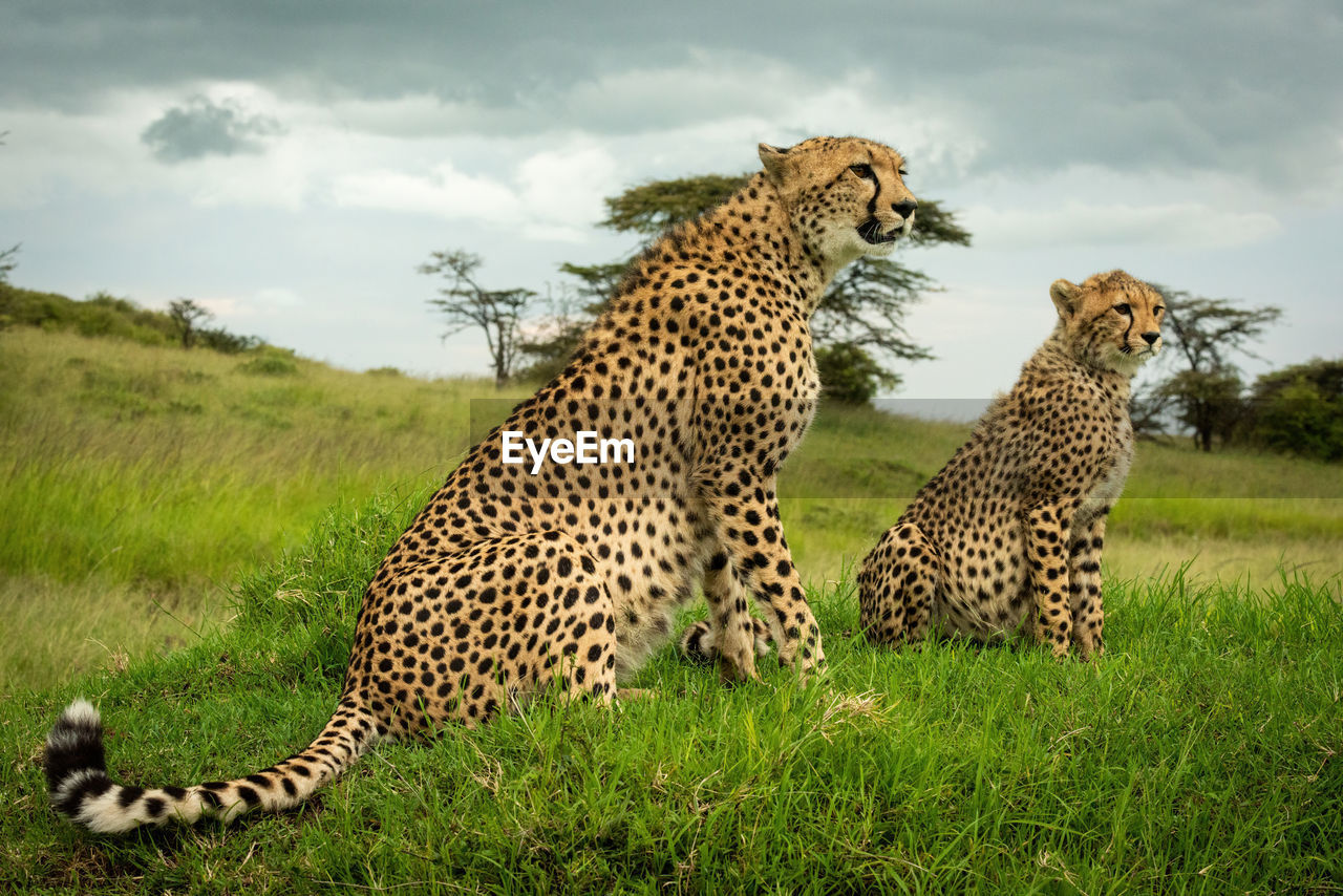 Cheetah sitting with cub on grassy mound