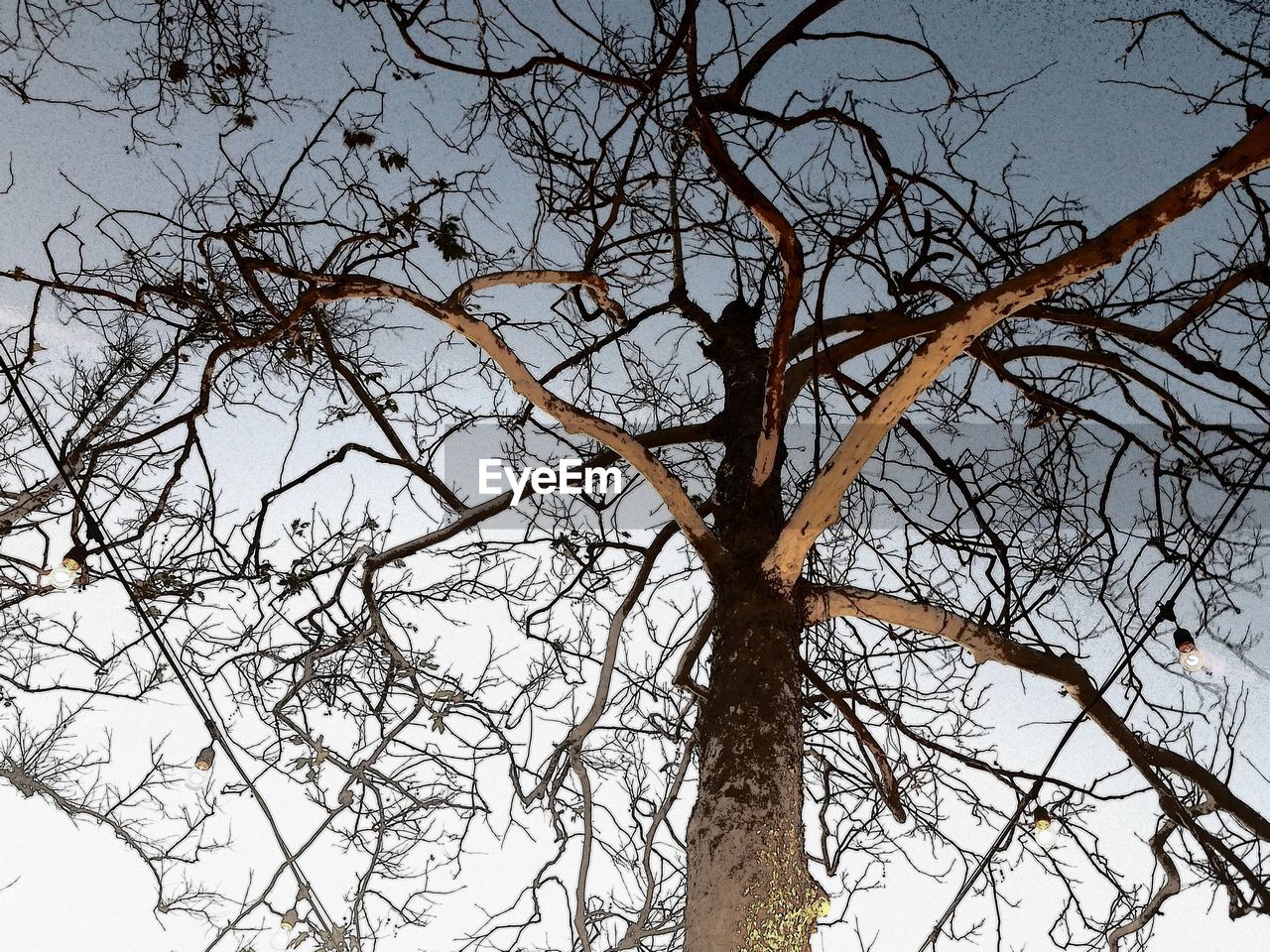 CLOSE-UP OF BARE TREE AGAINST SKY