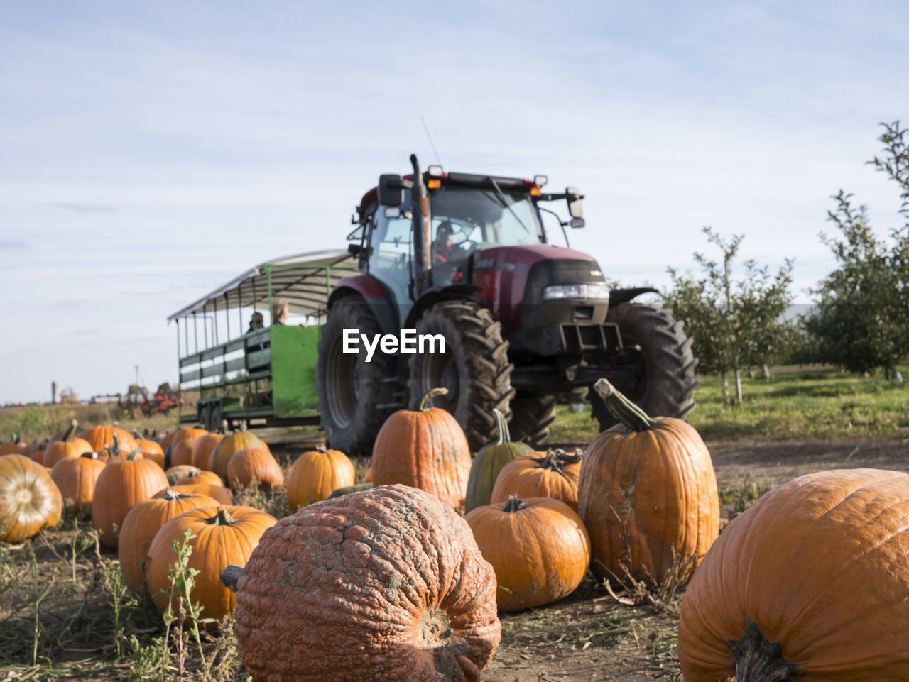 Close-up of pumpkins with tractors in background