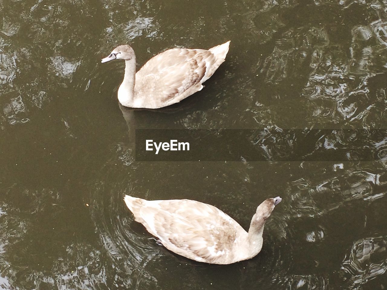 High angle view of swans swimming on lake
