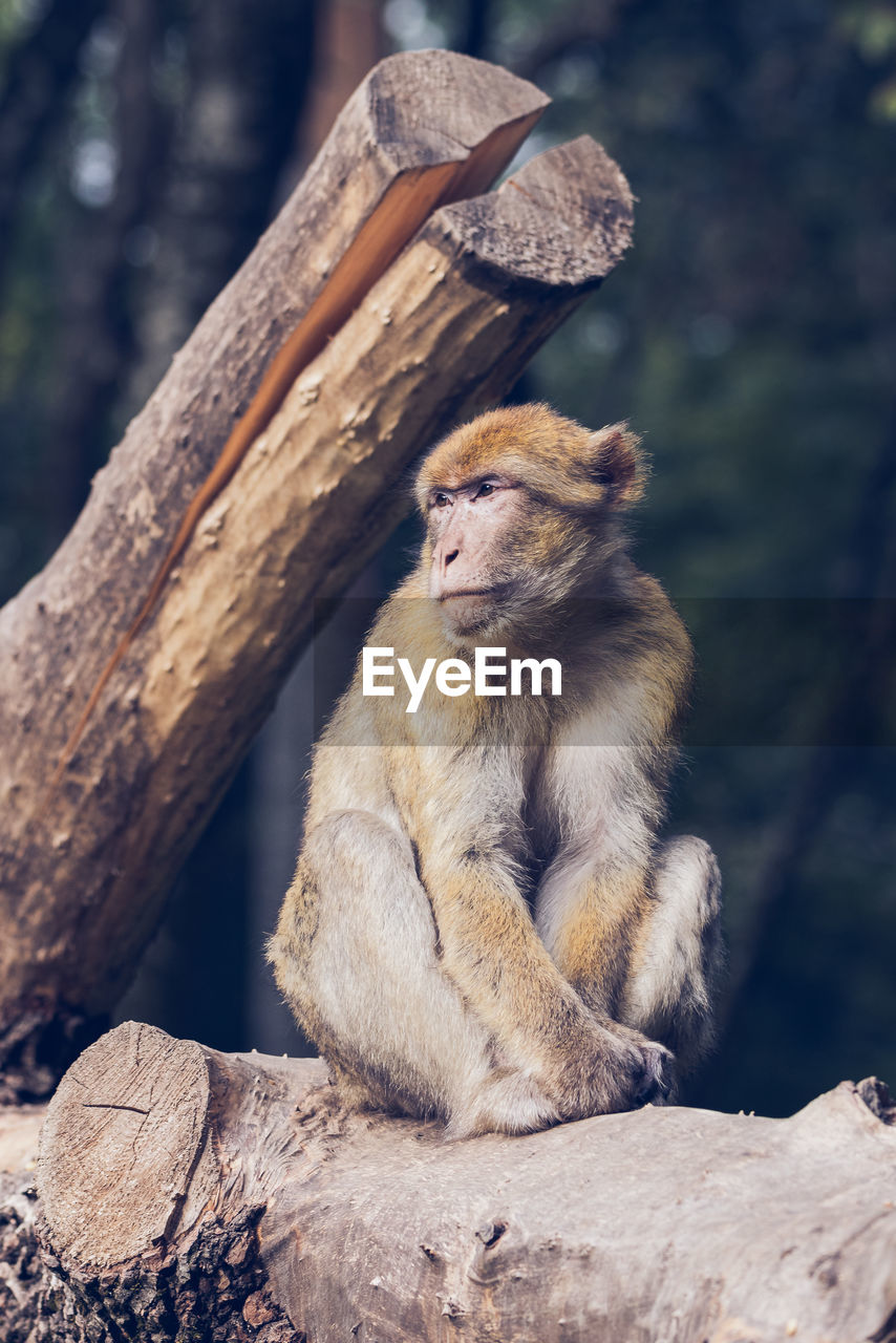 animal, animal themes, animal wildlife, mammal, wildlife, monkey, primate, sitting, tree, one animal, macaque, nature, no people, outdoors, zoo, relaxation, forest, focus on foreground, day, log, wood, full length, timber