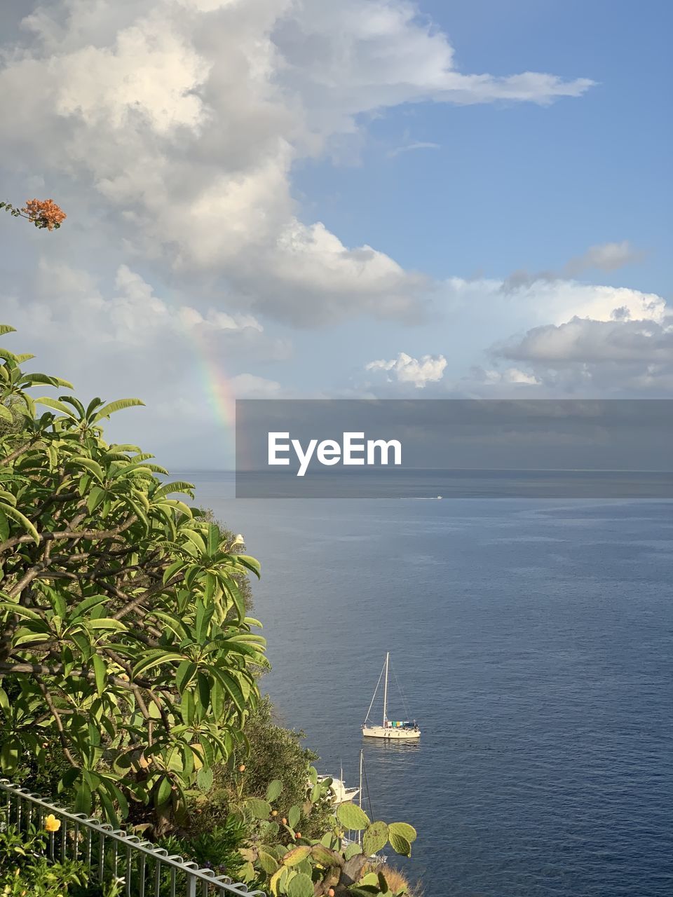 PLANTS AND SEA AGAINST SKY