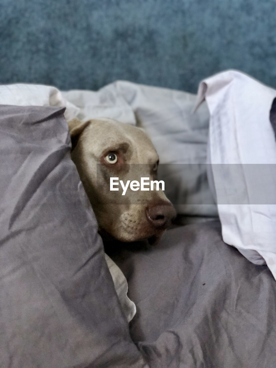 CLOSE-UP OF A DOG ON BED