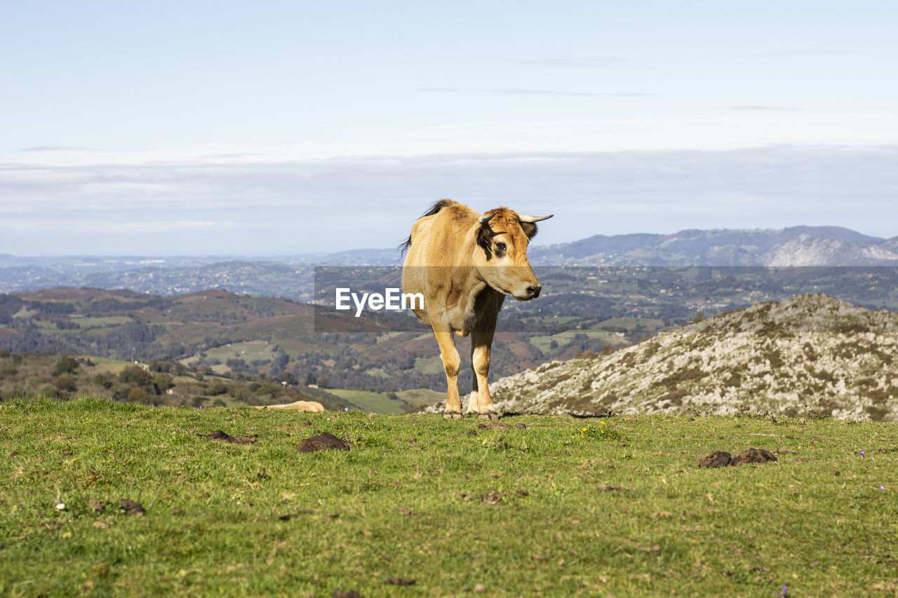 Cow brown in the pasture of mountain