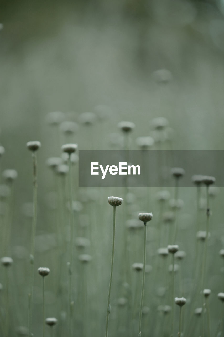 CLOSE-UP OF WATER DROPS ON METAL