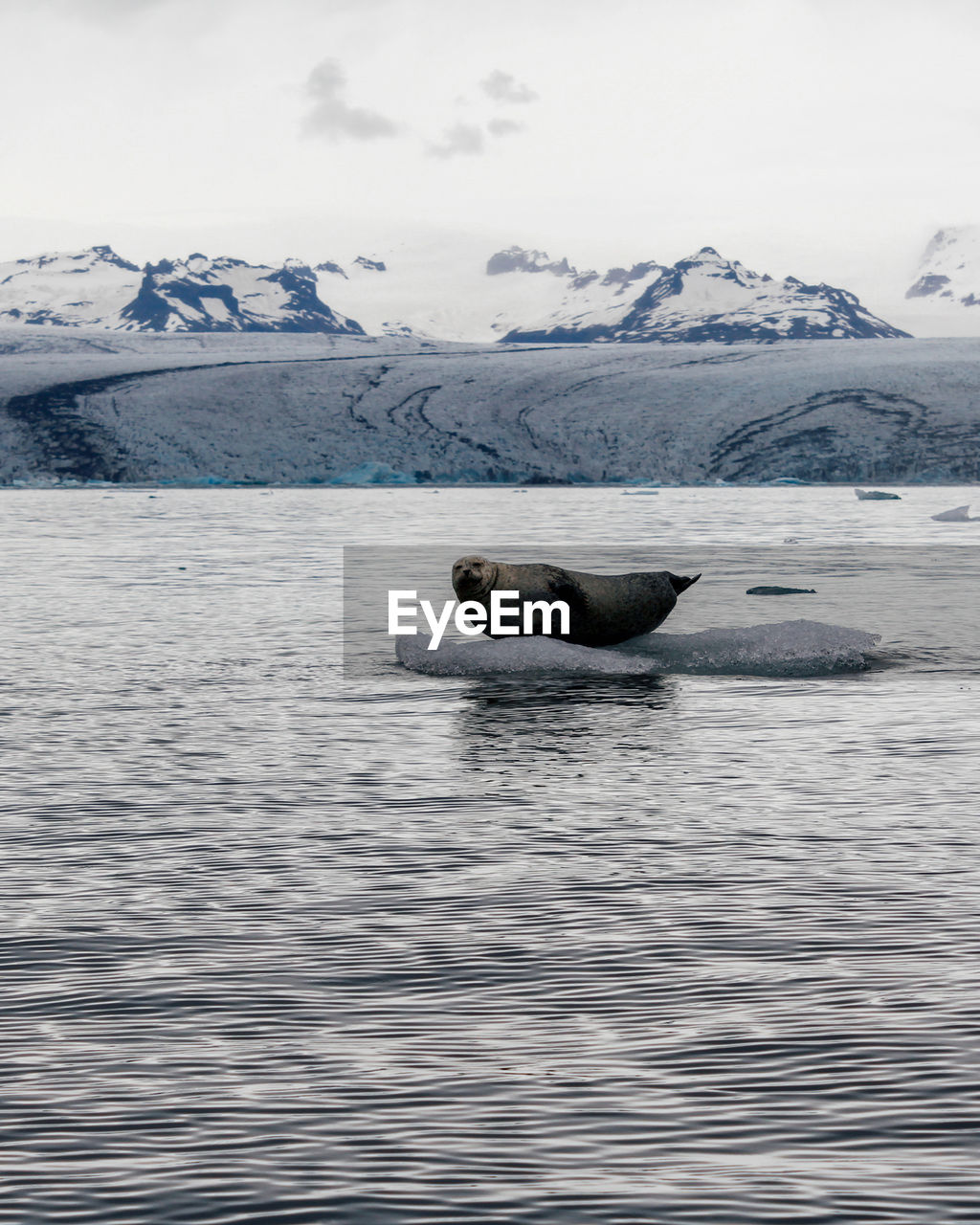 View of a seal resting on iceberg against vatnajokull glacier