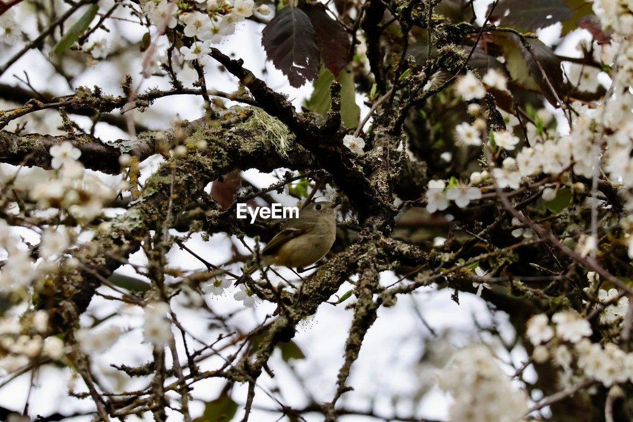 spring, plant, tree, blossom, branch, flower, nature, winter, growth, leaf, beauty in nature, no people, white, low angle view, day, snow, twig, produce, flowering plant, outdoors, fragility, springtime, focus on foreground, animal themes, freshness, animal
