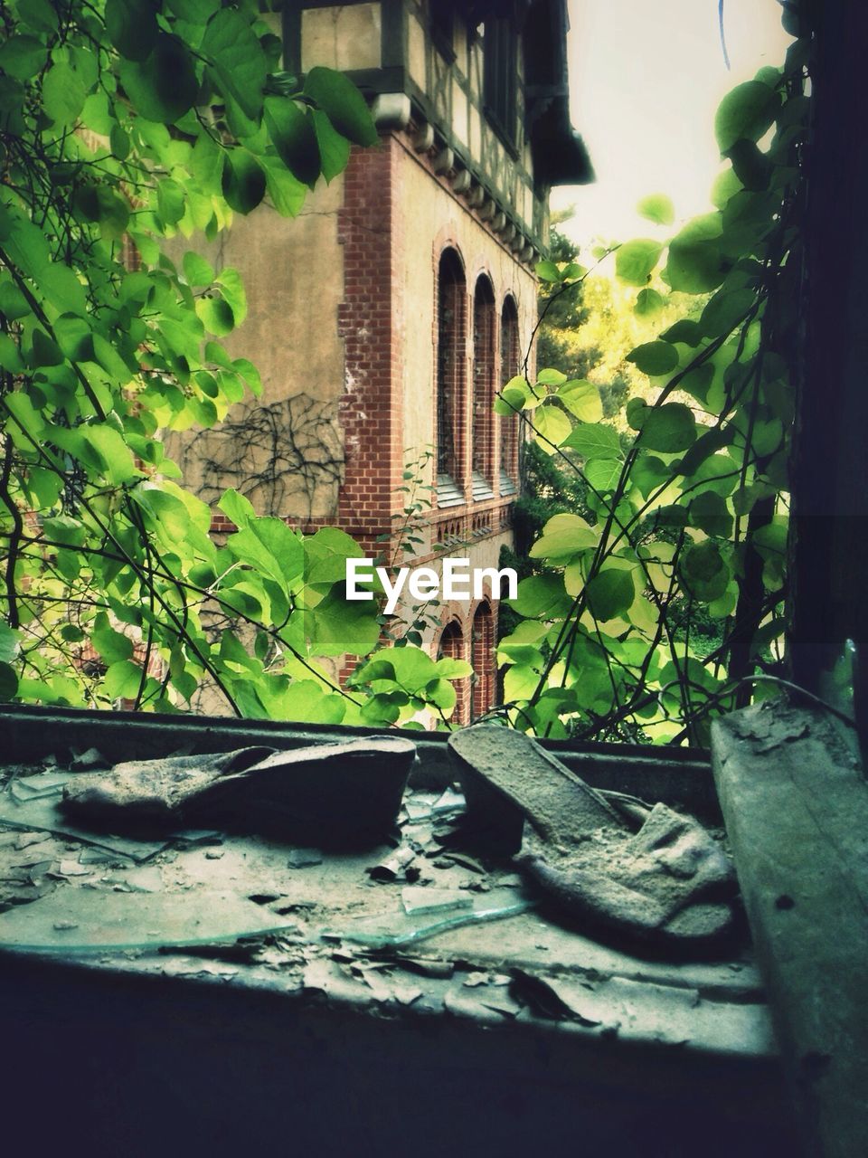 View of building and leaves through abandoned window