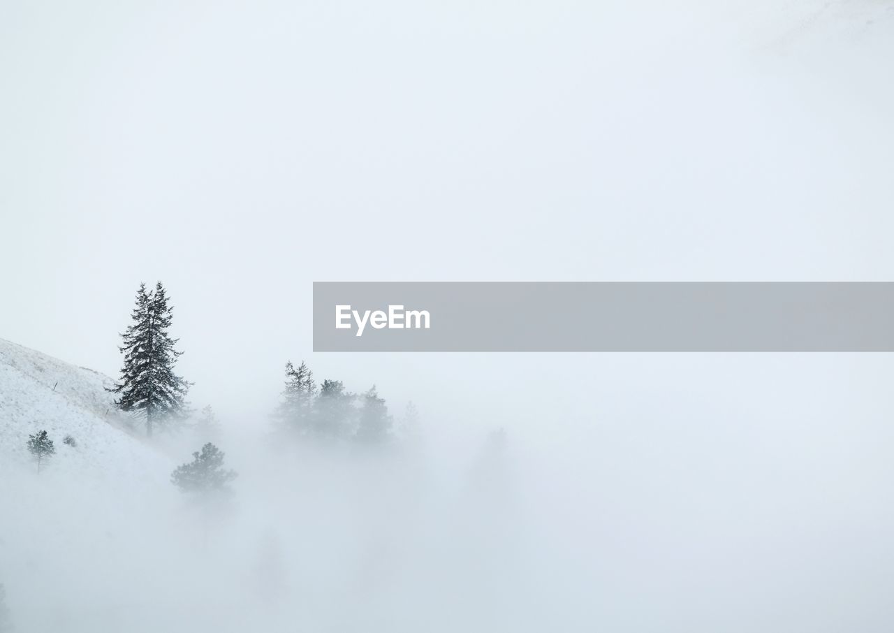 Snow covered trees against sky