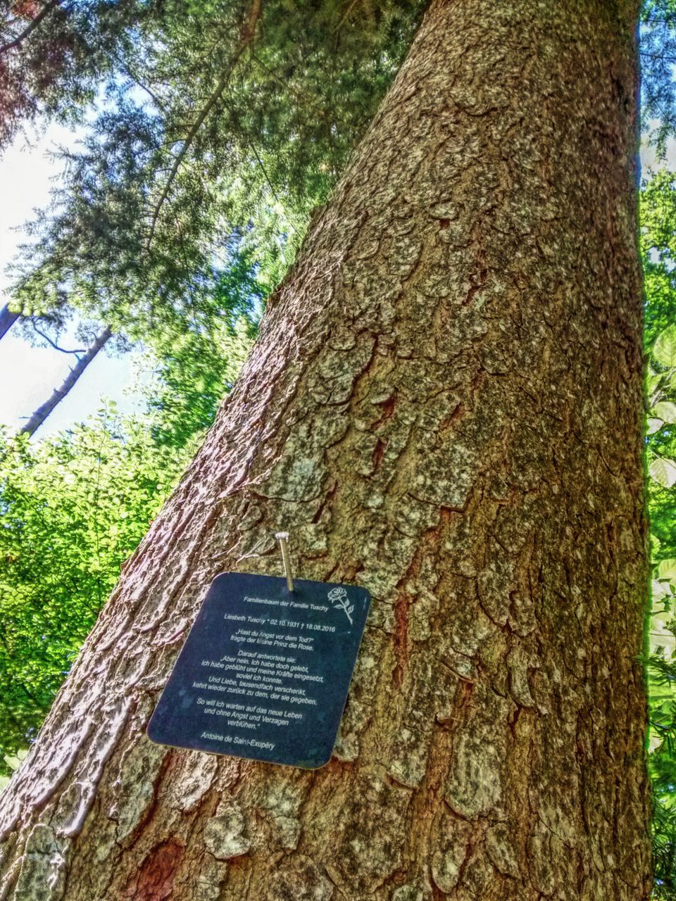 CLOSE-UP OF TEXT HANGING FROM TREE TRUNK