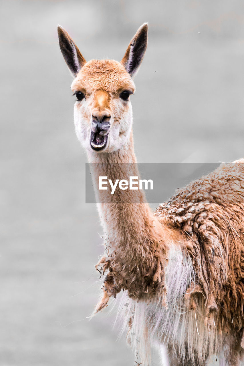 Portrait of alpaca standing outdoors