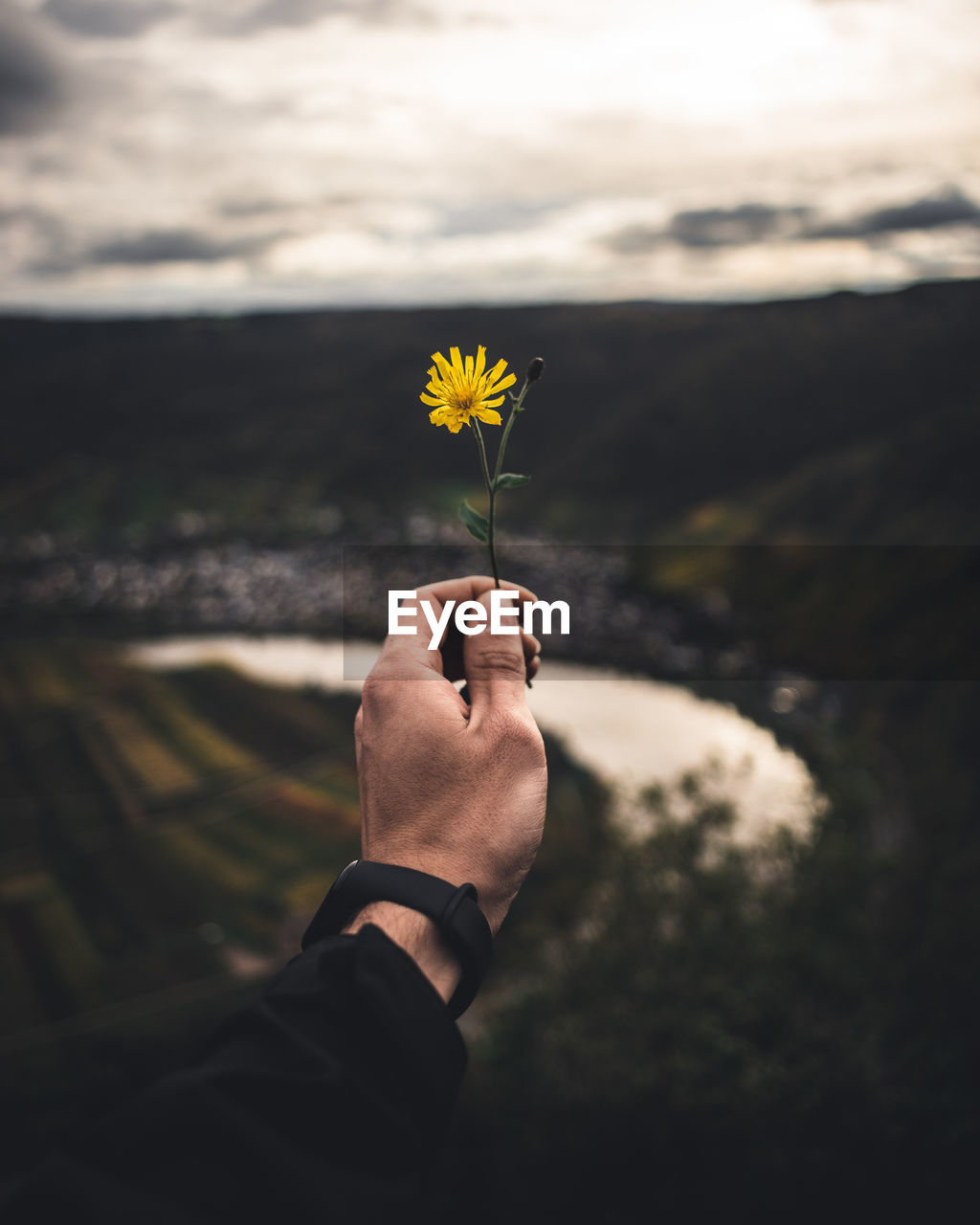 Cropped hand of man holding yellow flower against mountains