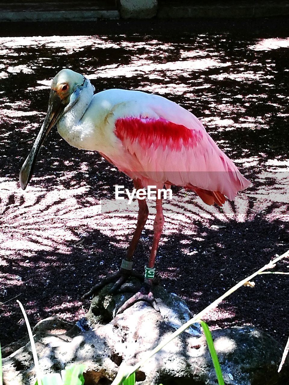 High angle view of flamingo on field