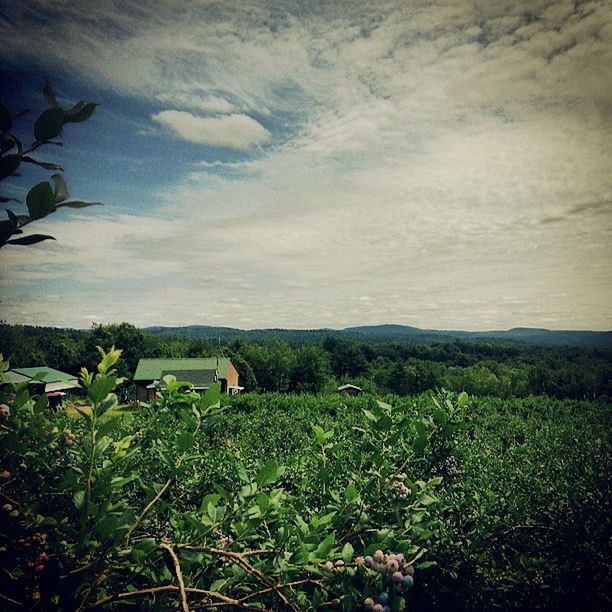 SCENIC VIEW OF LANDSCAPE AGAINST CLOUDY SKY