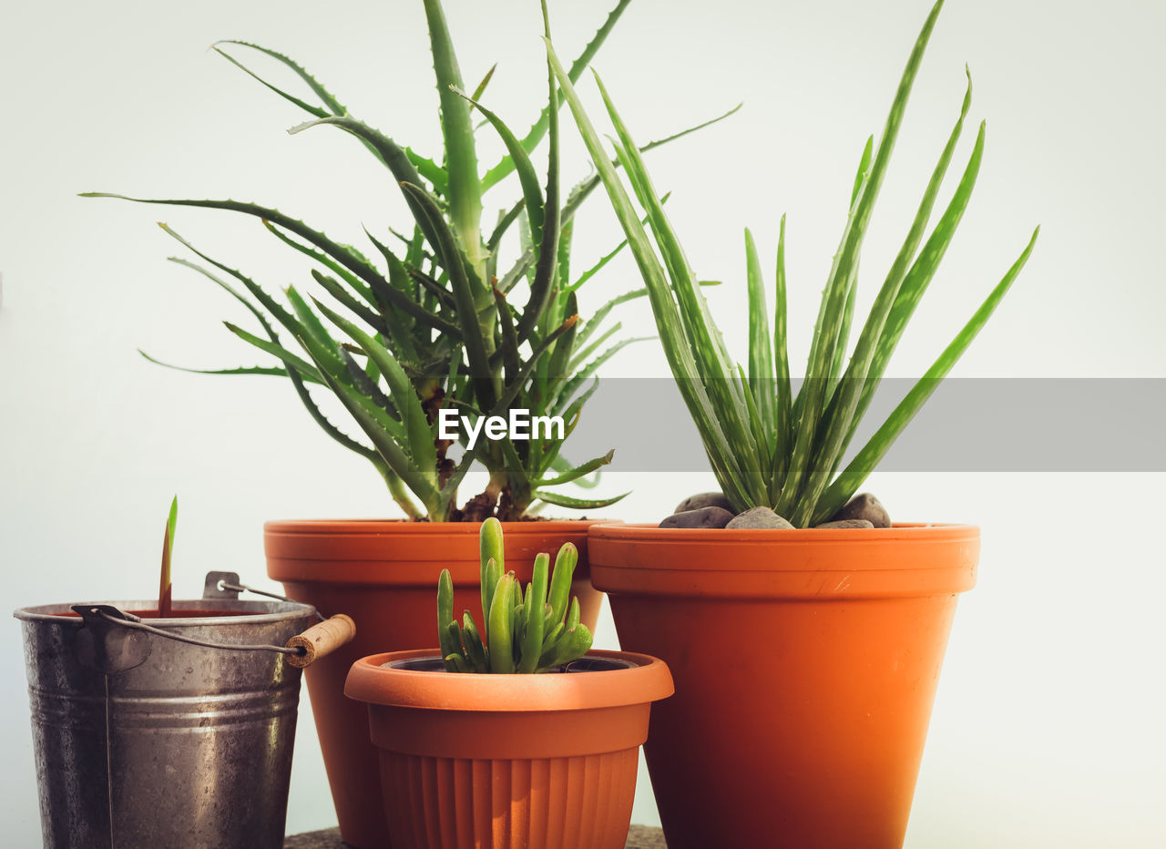 Close-up of potted plant against white background. aloe vera, succulent house plants.