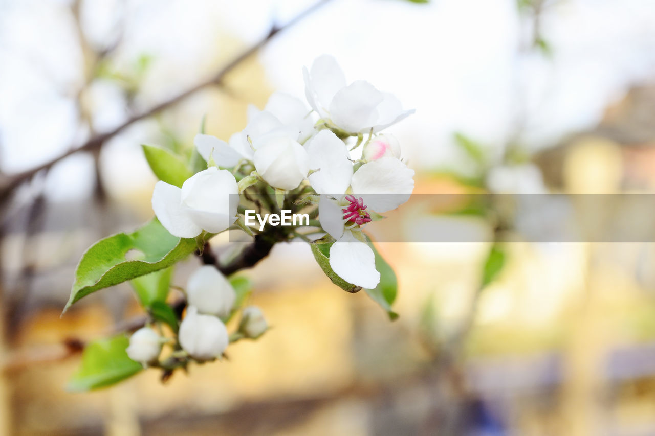 CLOSE-UP OF WHITE CHERRY BLOSSOMS