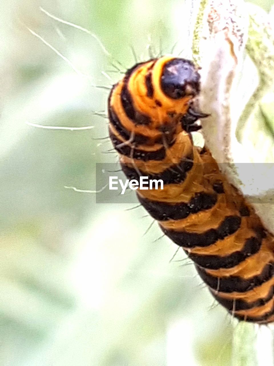 CLOSE-UP OF BEES