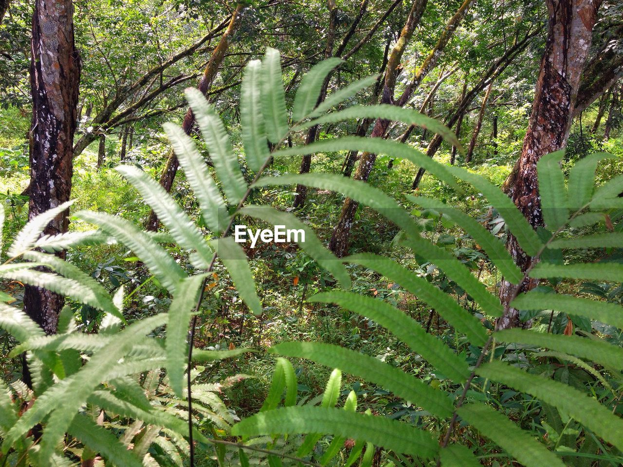 FULL FRAME SHOT OF PLANT