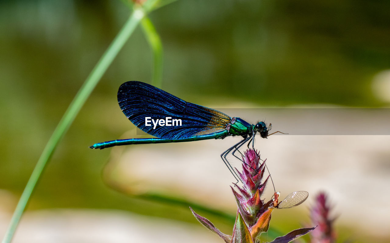 CLOSE-UP OF BUTTERFLY PERCHING ON PLANT