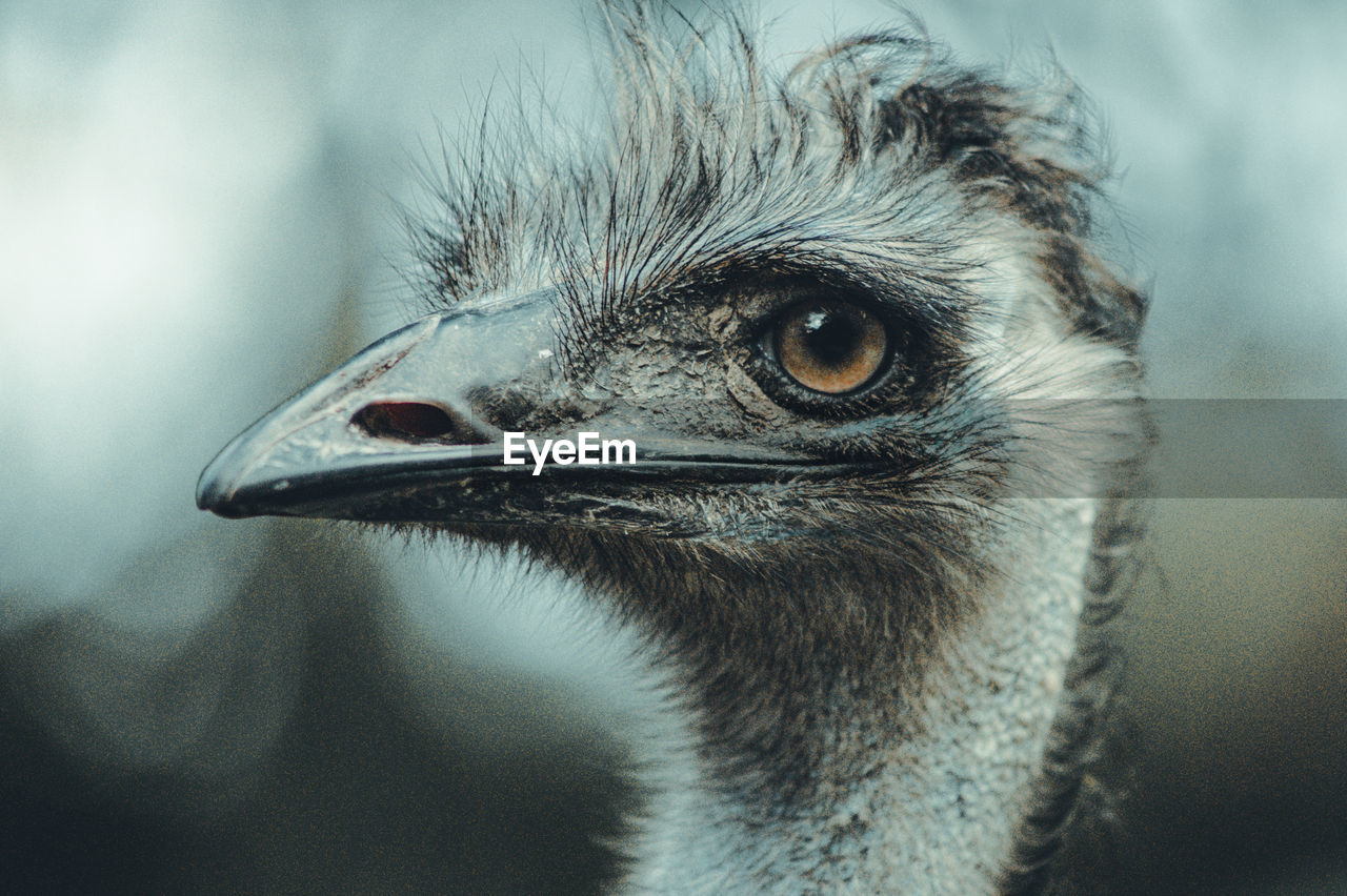 Close-up of a bird looking away