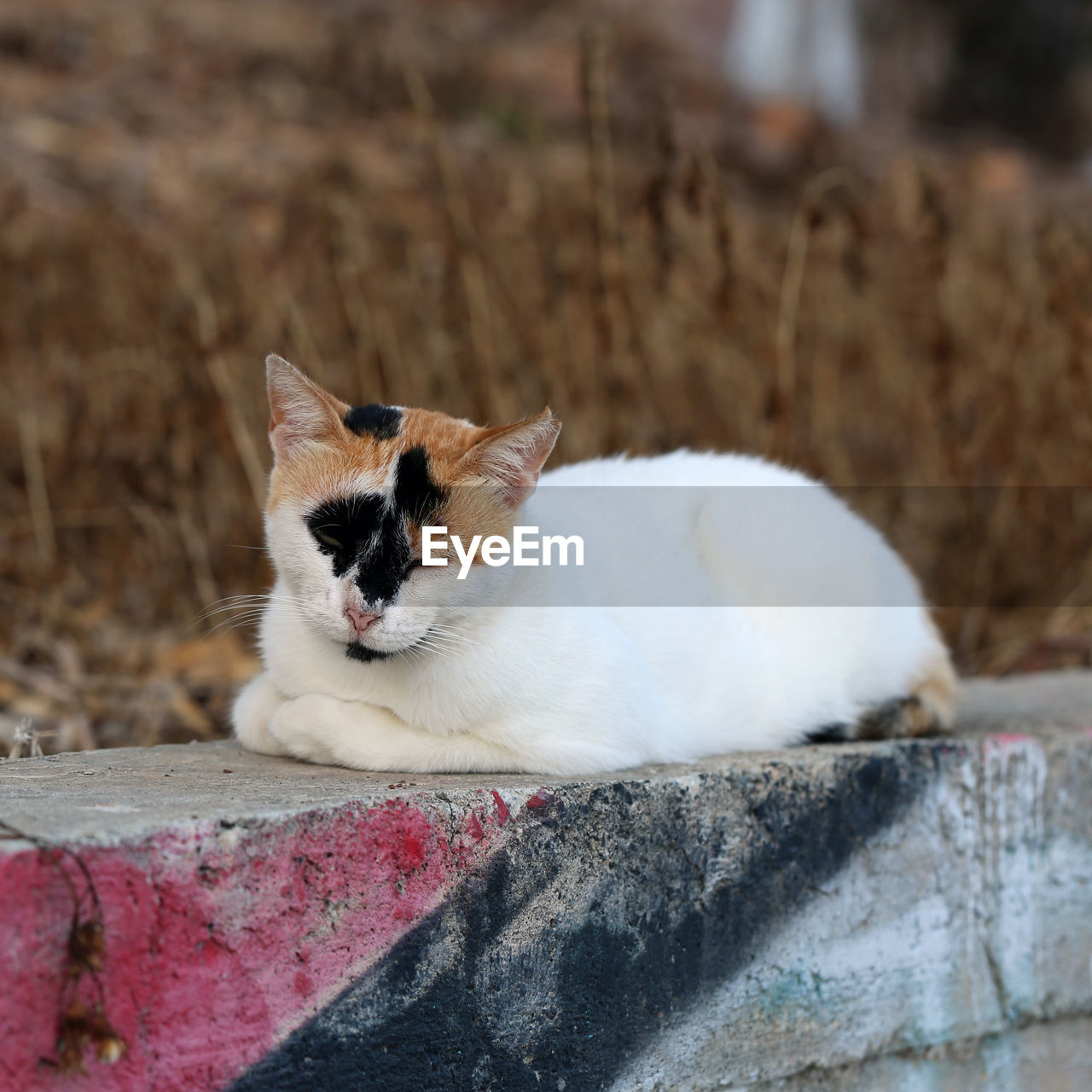 CLOSE-UP OF A CAT LYING ON WALL