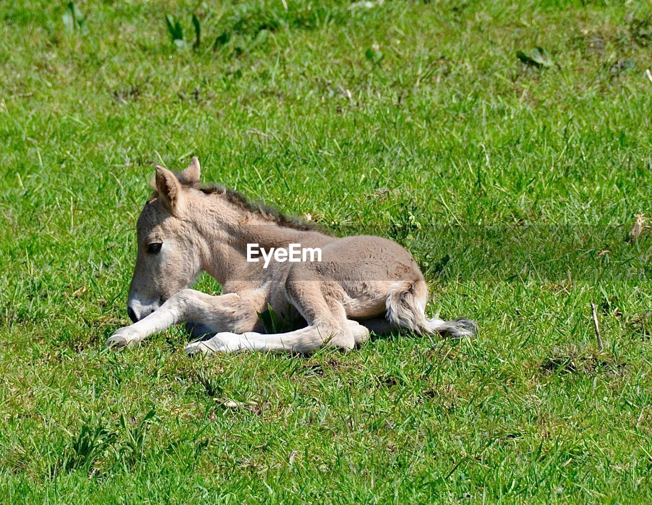 Animal relaxing on grassy field