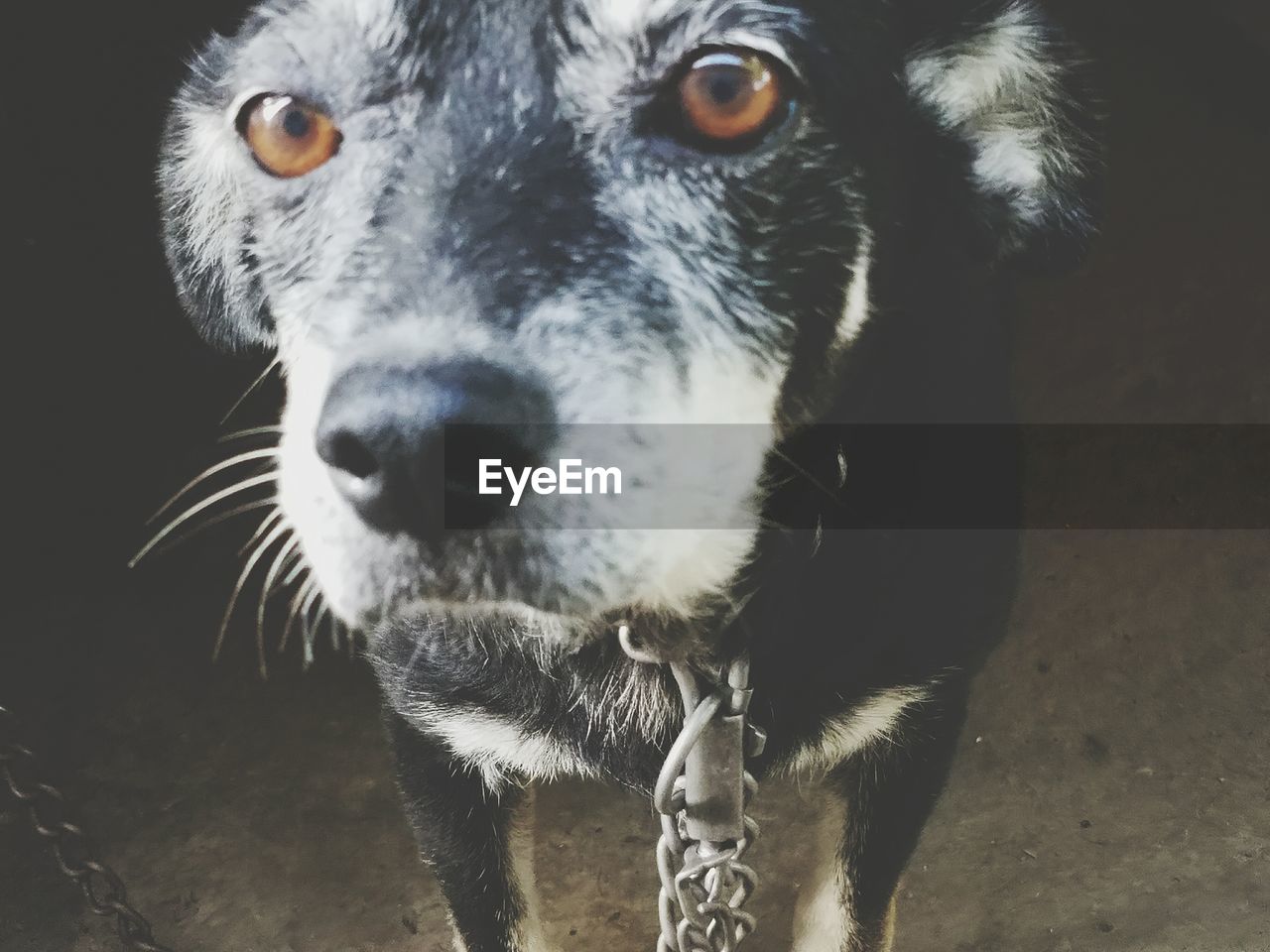 Close-up portrait of dog