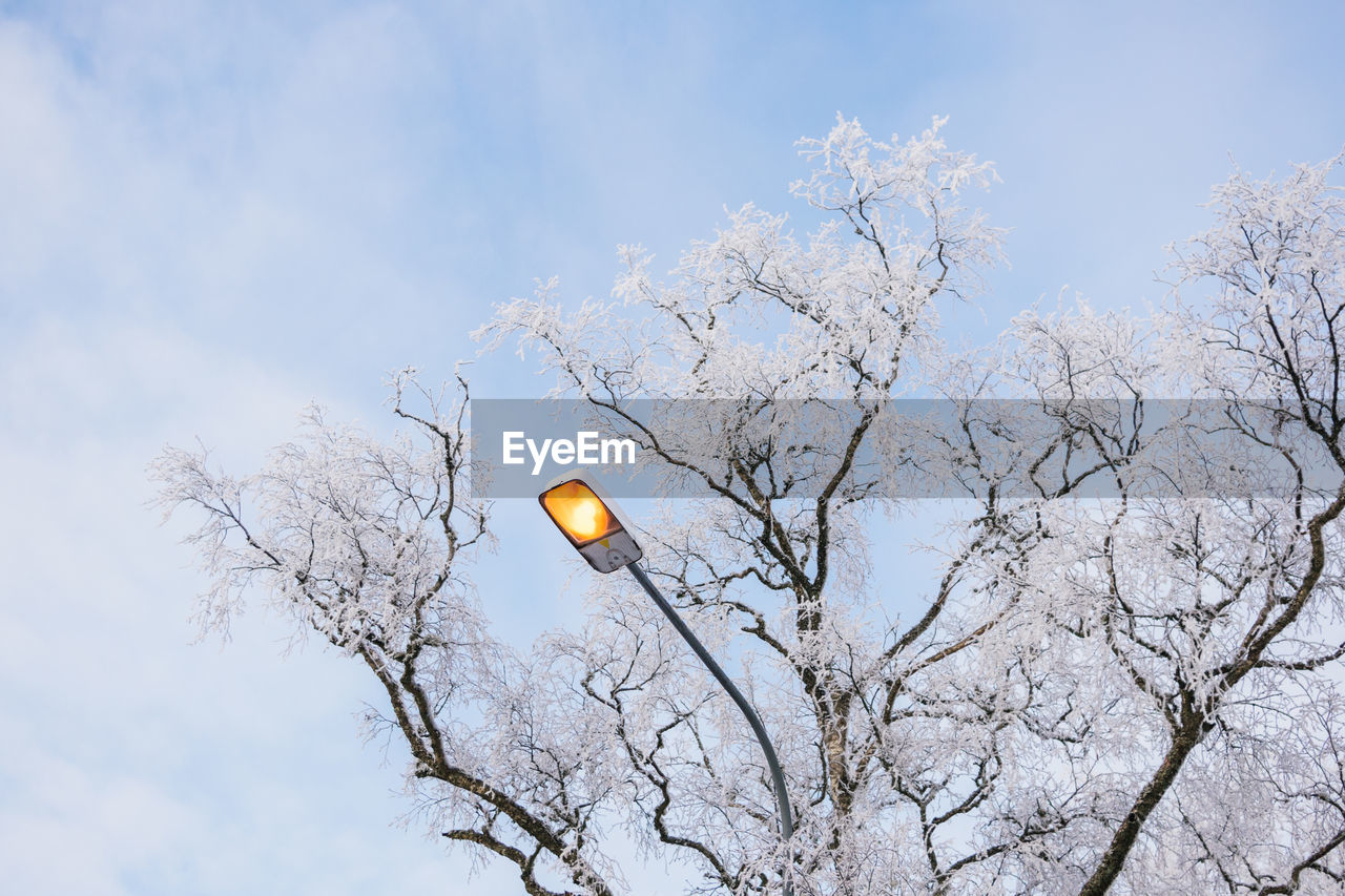 Streetlight on a bright winter morning with frost covered birch tree and sky in the background