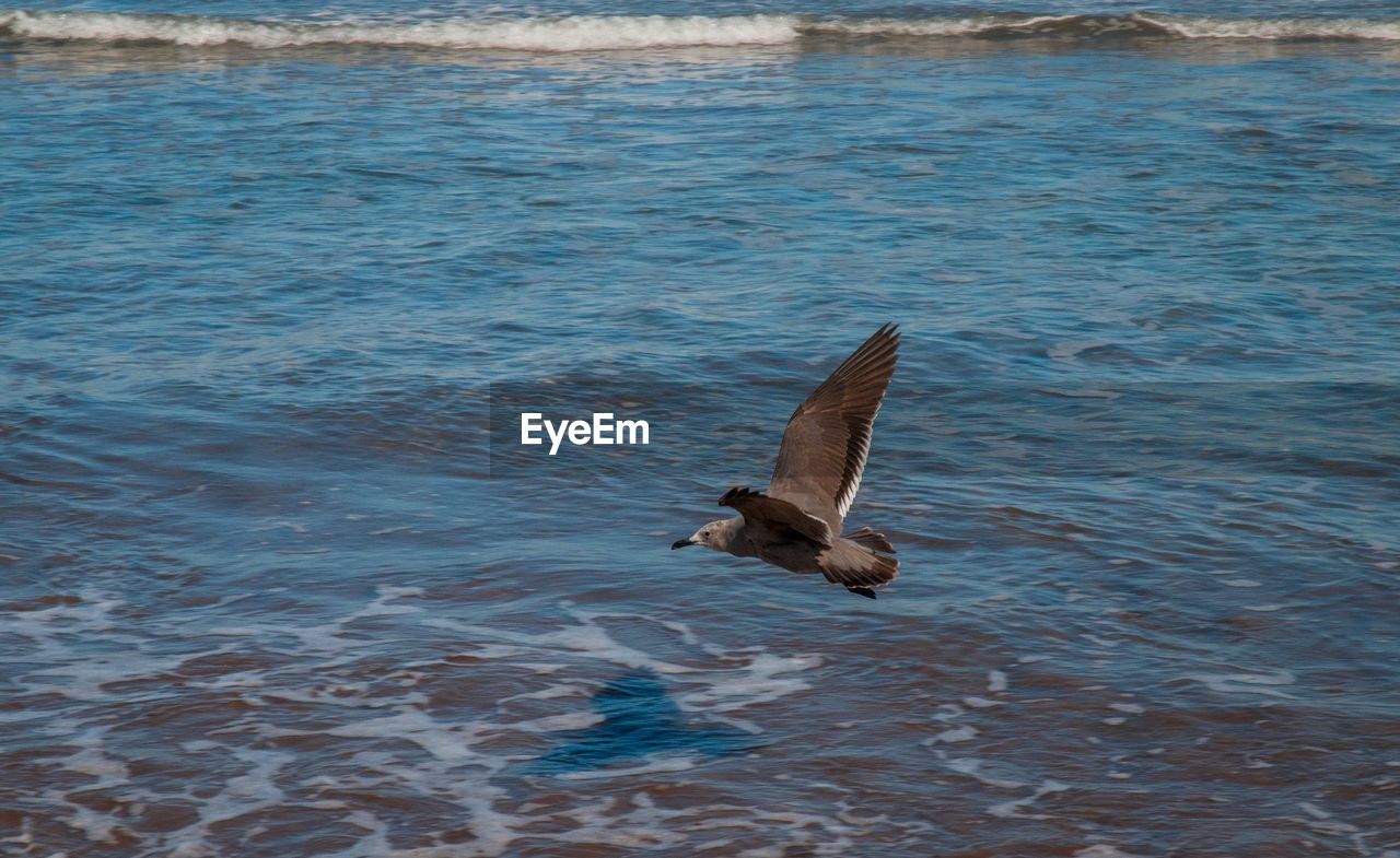 Seagull flying over lake