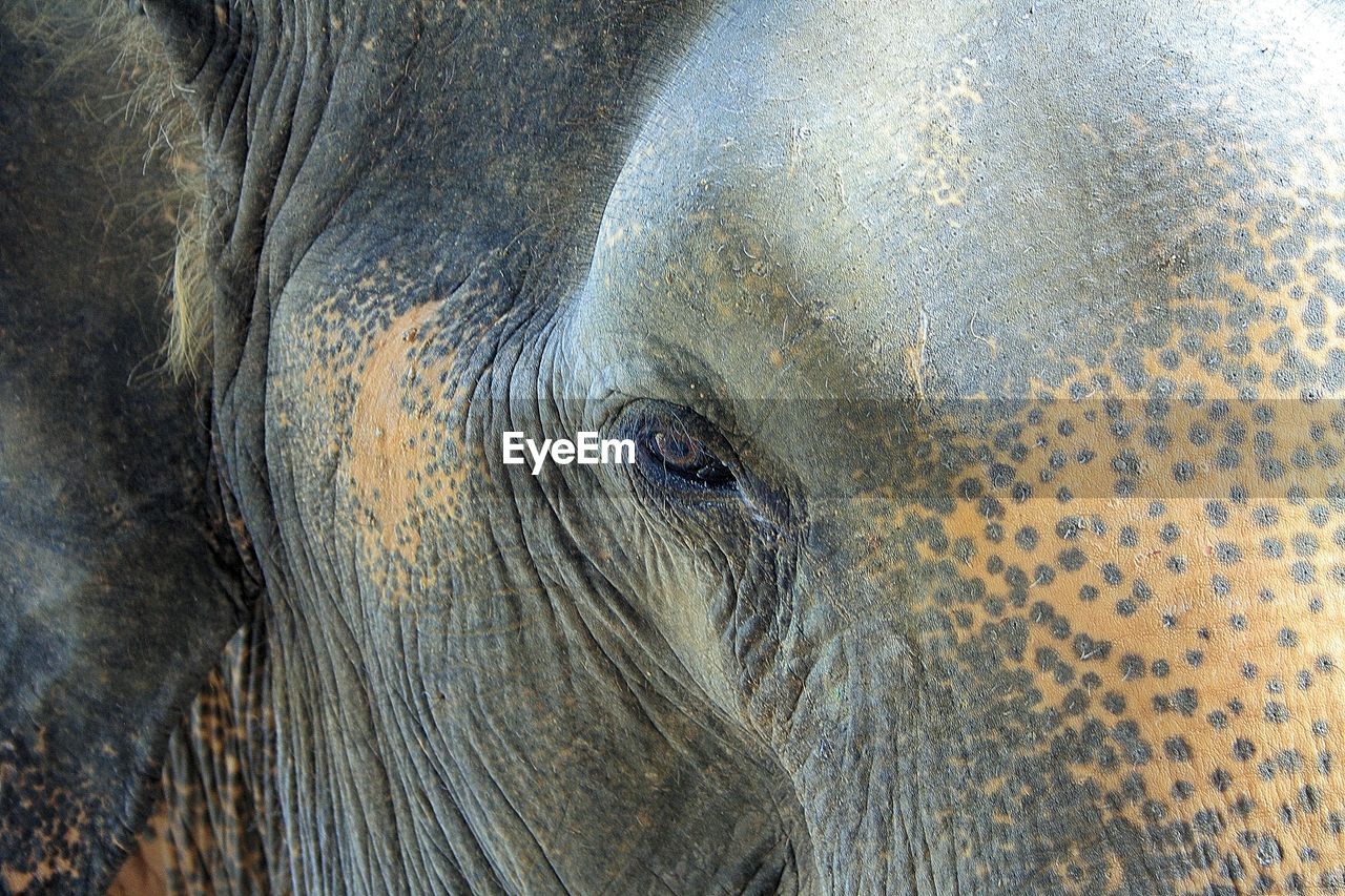 Close-up of elephant outdoors
