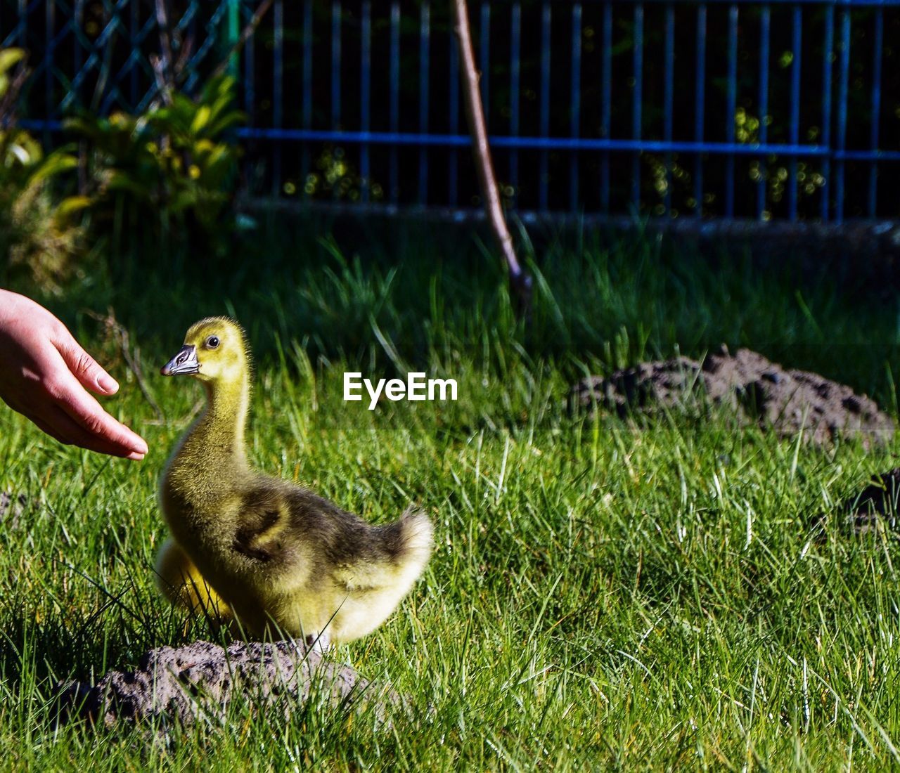 Human hand and duckling on grass
